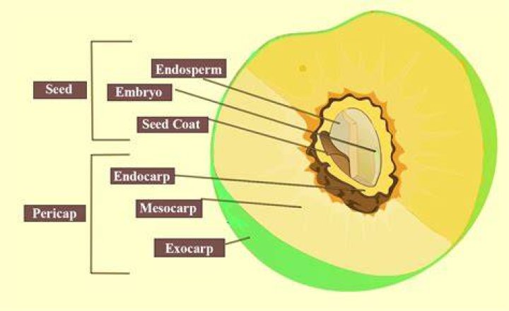 Is pineapple a drupe or berry?